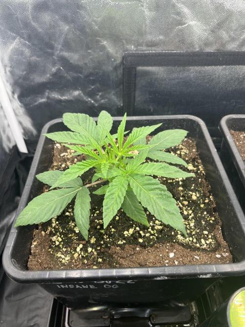 Zahrádka 2. Week 2 - Insane og