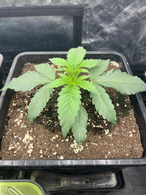Zahrádka 2. Week 2 - Cherry Poppers
