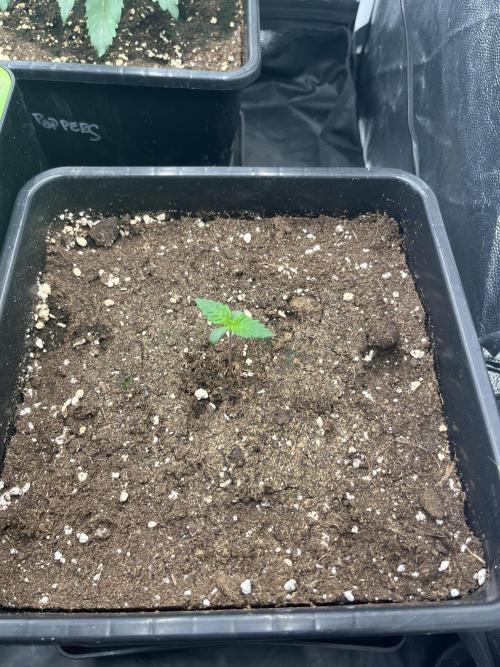 Zahrádka 2. Week 2 - Og kush auto