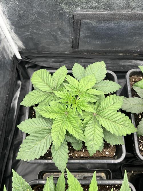 Zahrádka 2. Week 3