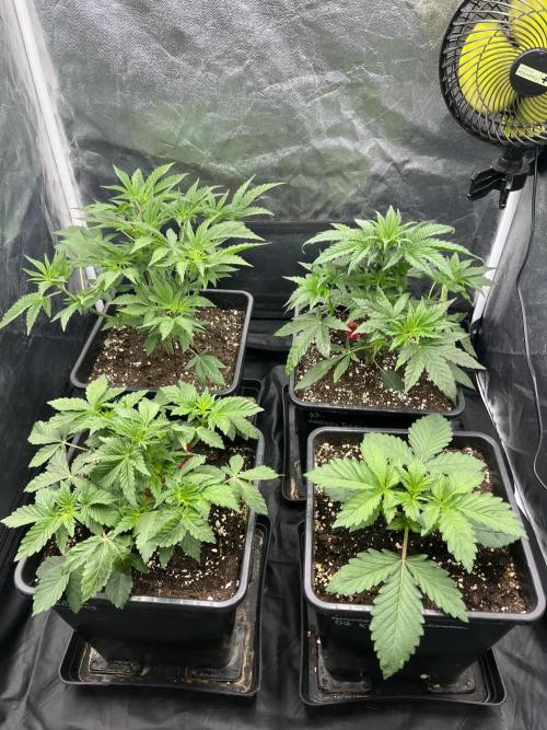 Zahrádka 2. Week 3
