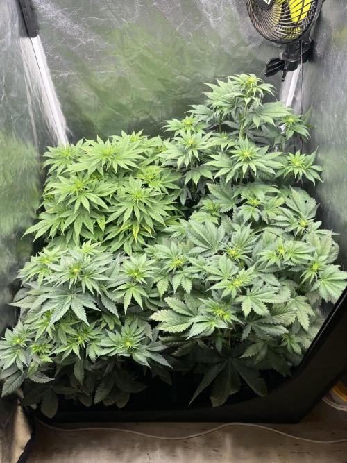 Zahrádka 2. Week 6