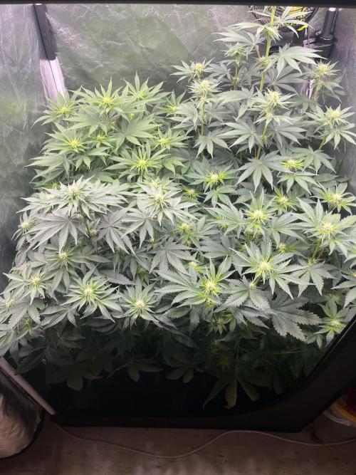 Zahrádka 2. Week 7
