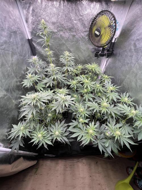 Zahrádka 2. Week 7