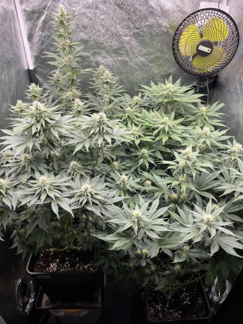 Zahrádka 2. Week 8