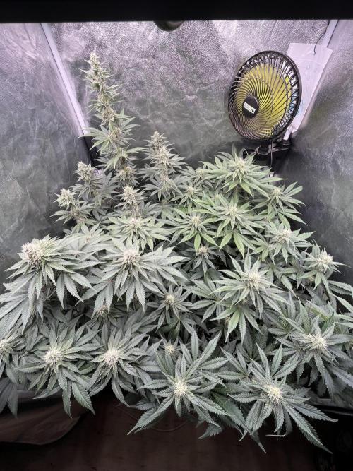 Zahrádka 2. Week 8