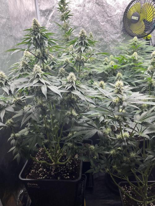 Zahrádka 2. Week 8
