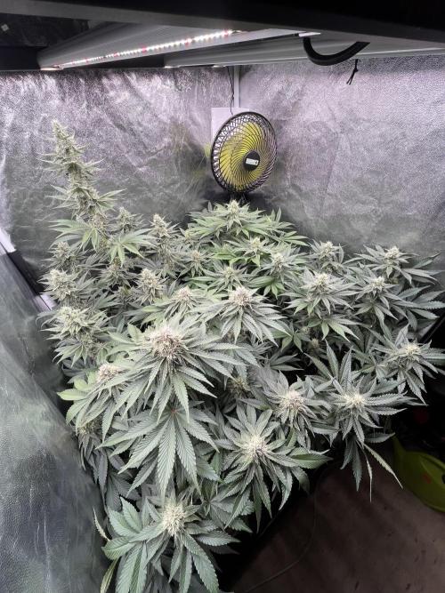 Zahrádka 2. Week 9