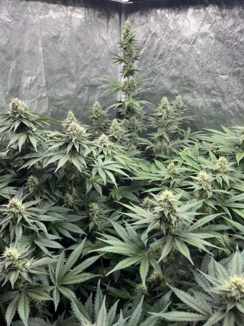 Zahrádka 2. Week 9
