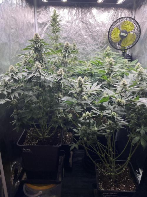 Zahrádka 2. Week 9