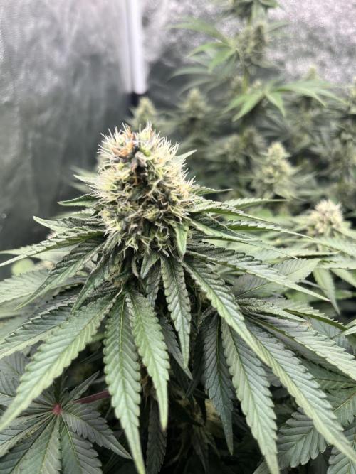 Zahrádka 2. Week 9
