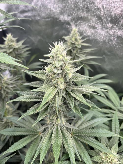 Zahrádka 2. Week 9