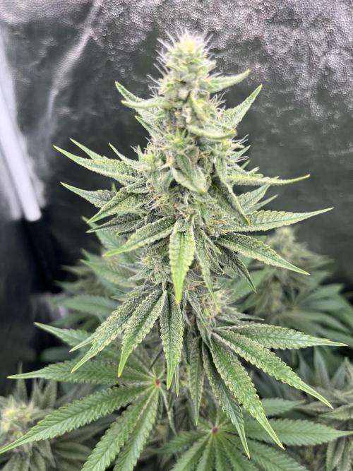 Zahrádka 2. Week 9