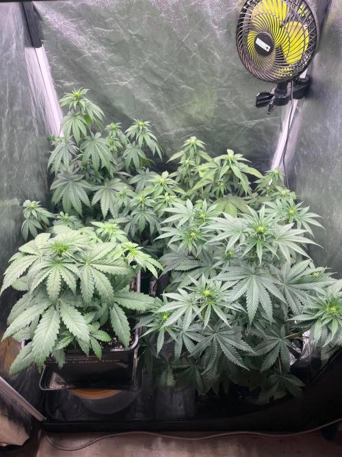 Zahrádka 3. Week 6