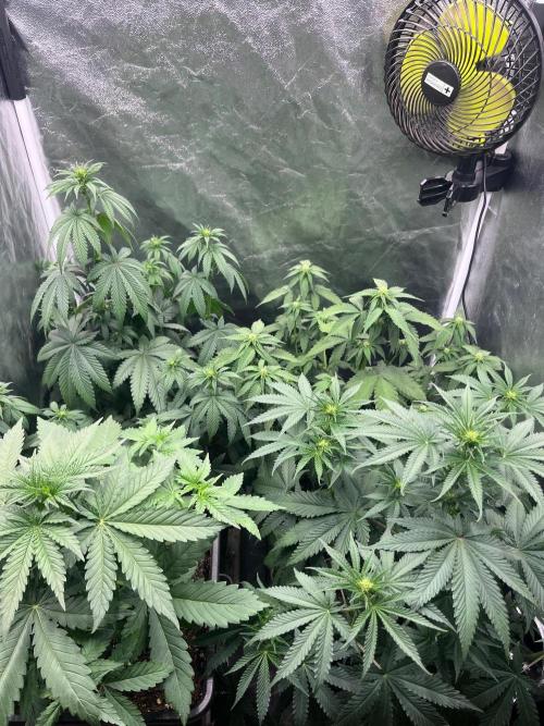 Zahrádka 3. Week 6