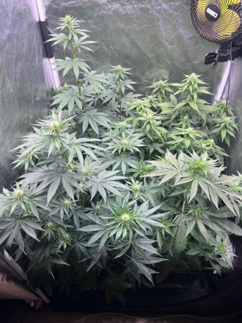 Zahrádka 3. Week 6