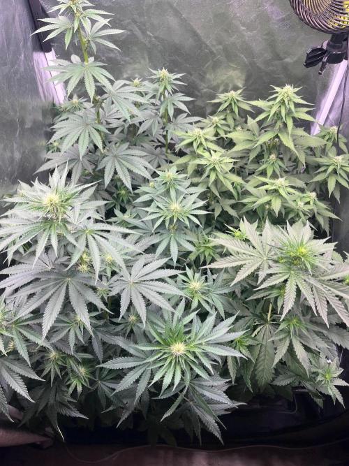 Zahrádka 3. Week 6