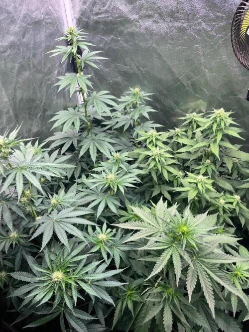 Zahrádka 3. Week 6