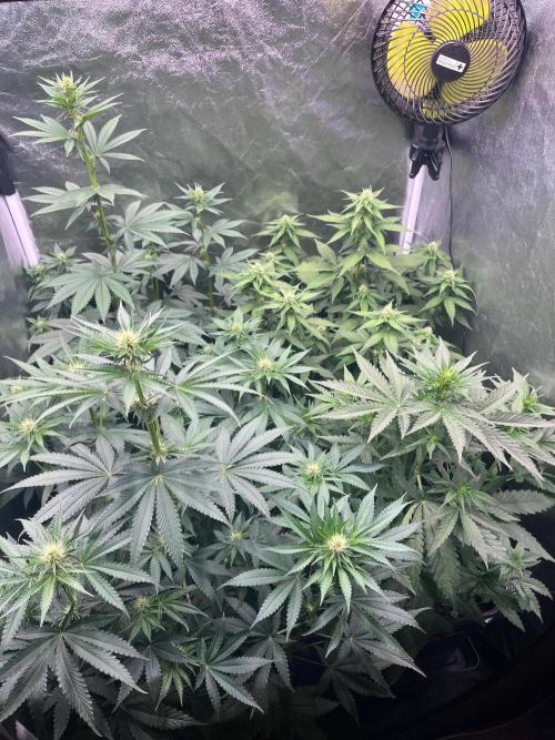 Zahrádka 3. Week 6