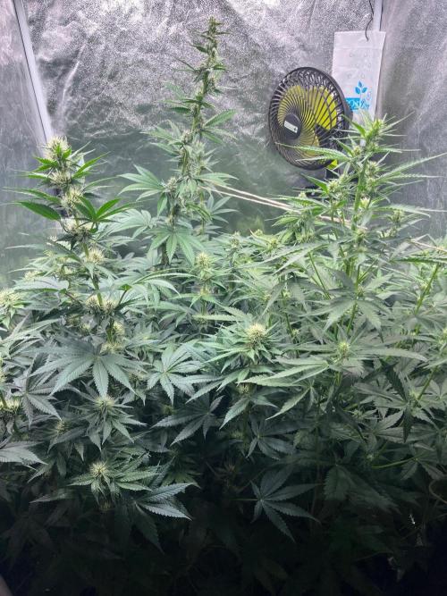 Zahrádka 3. Week 7