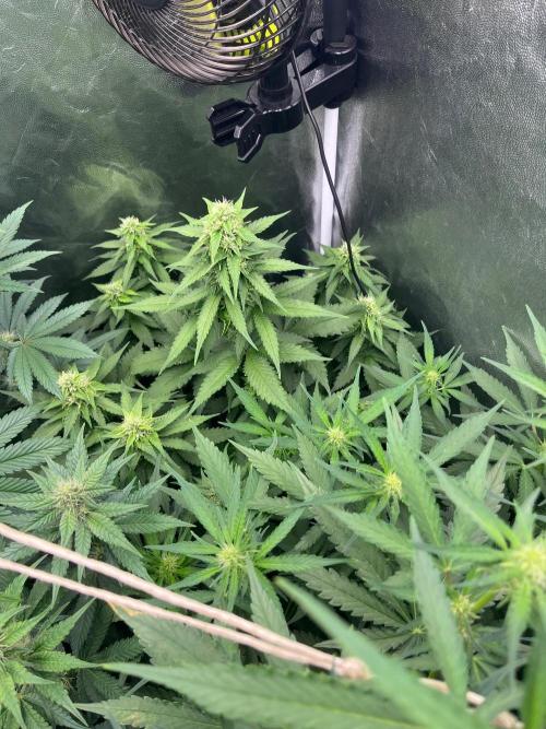 Zahrádka 3. Week 7