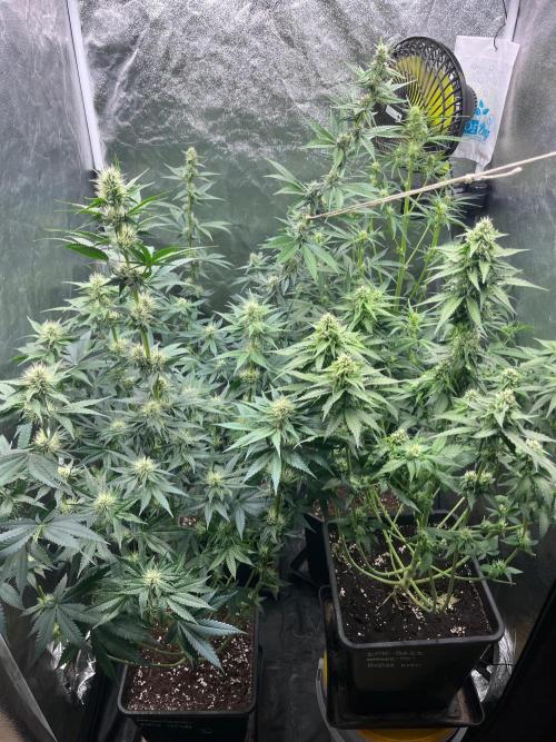 Zahrádka 3. Week 7