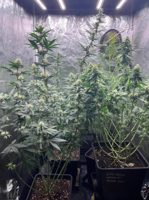 Zahrádka 3. Week 7