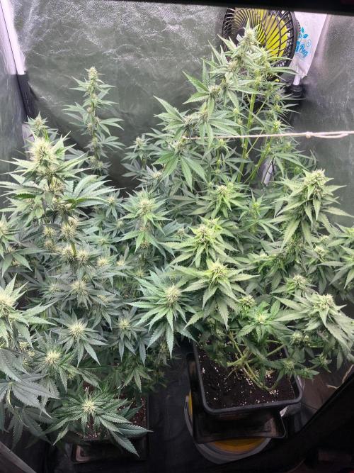Zahrádka 3. Week 7