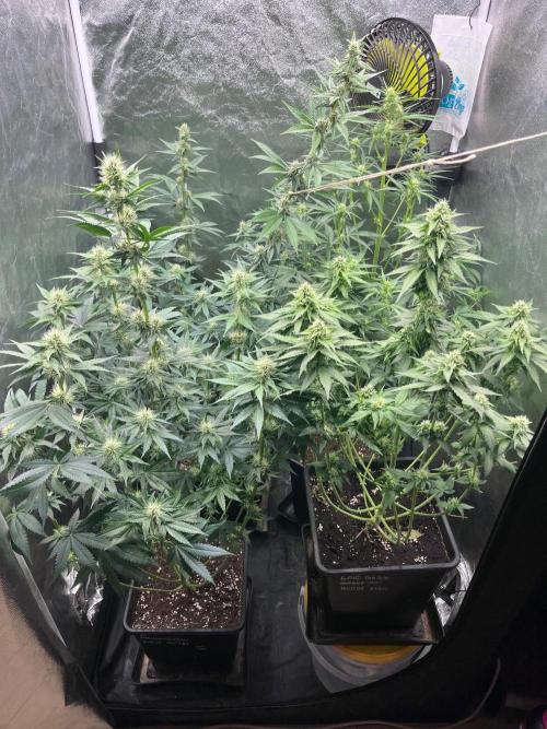 Zahrádka 3. Week 7
