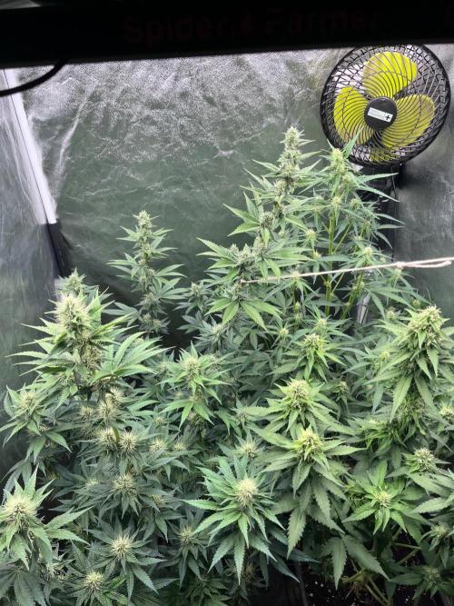 Zahrádka 3. Week 8