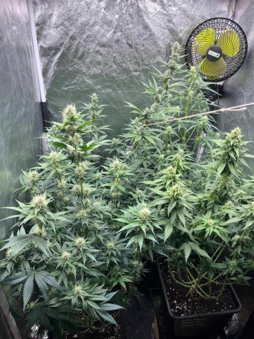 Zahrádka 3. Week 8