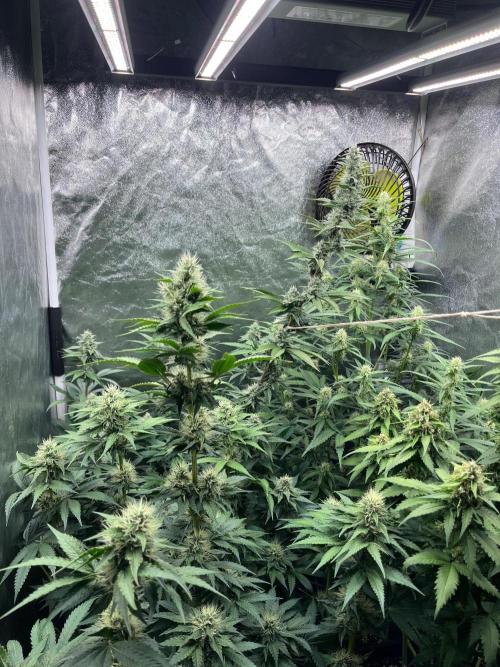 Zahrádka 3. Week 9