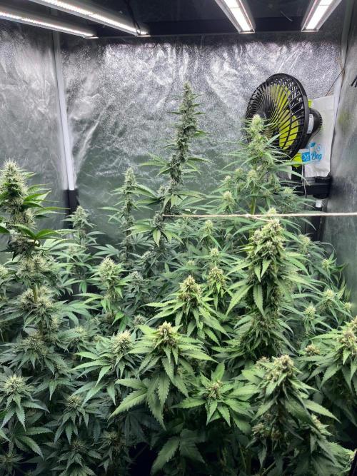 Zahrádka 3. Week 9
