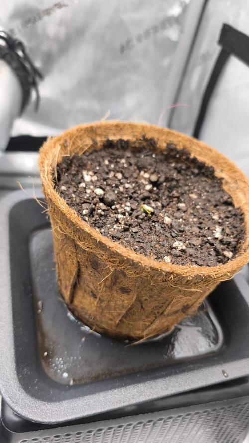 Erdskunk. Week 1 - Transplanted Erdpurt