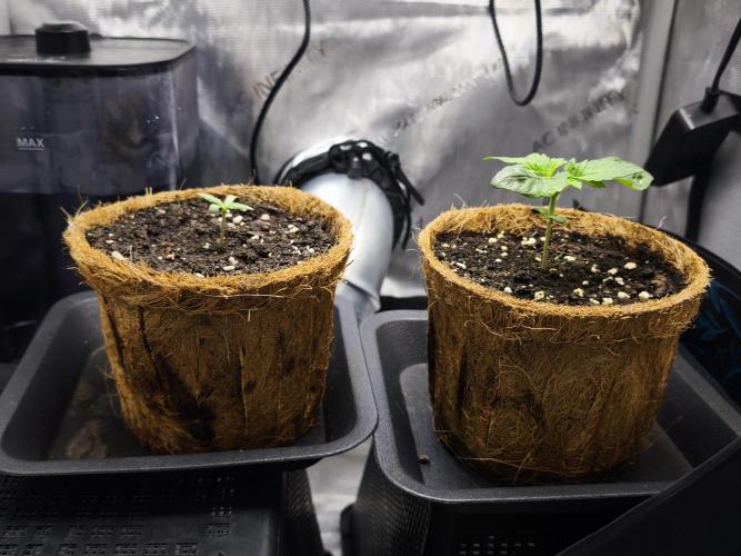 Erdskunk. Week 2 - Picture is from end of week 2 (2025-12-29)