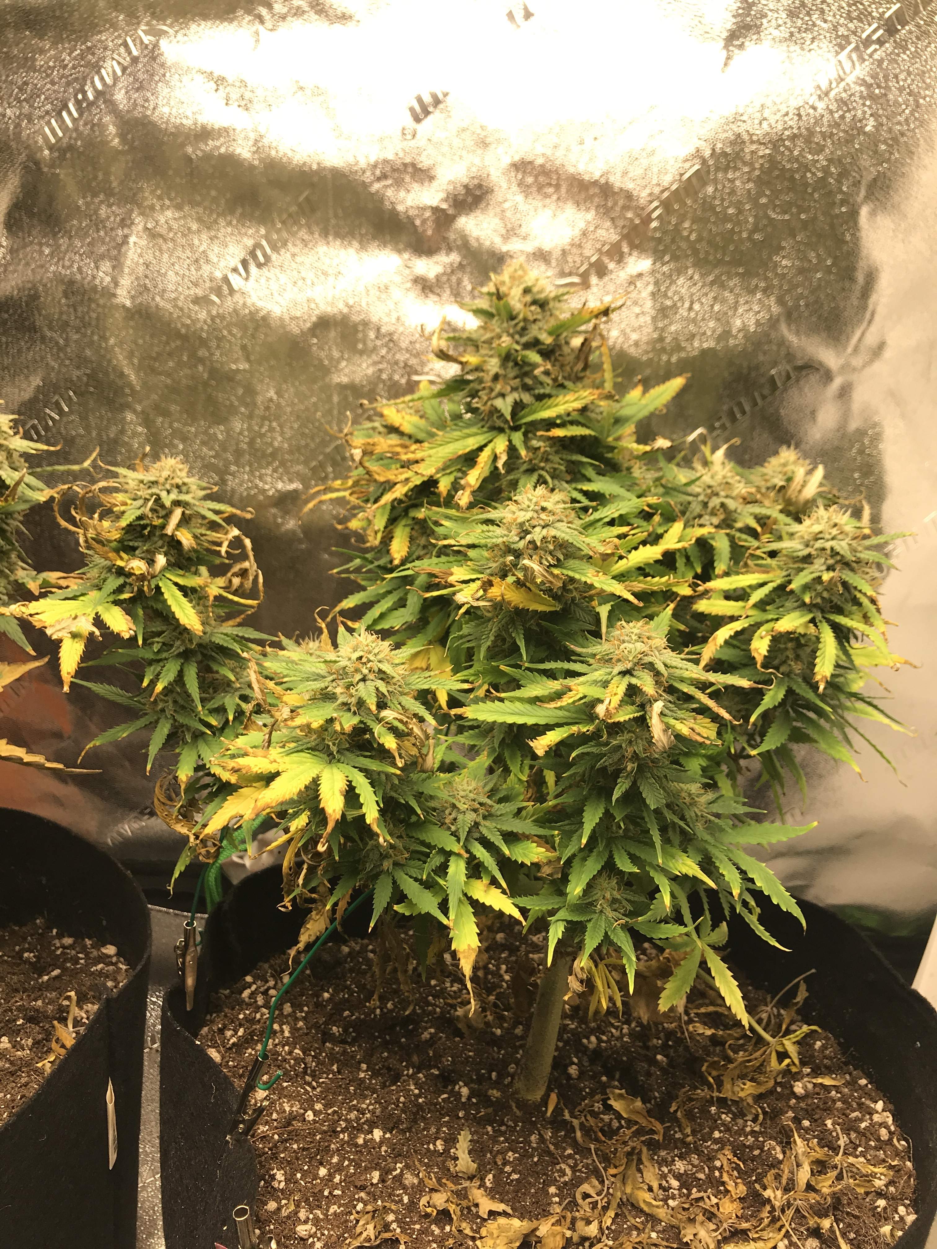 Sweet Seeds Cream Mandarine Auto® grow diary (journal) week9 by