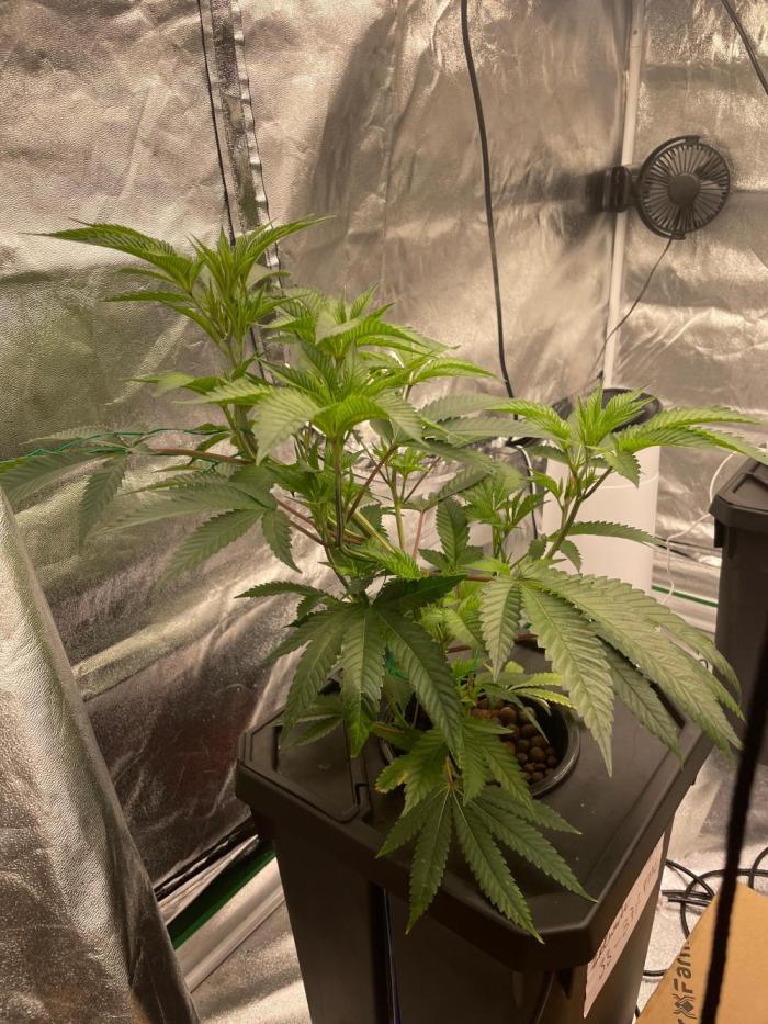 THC-EndGame von GreenDream. Week 3