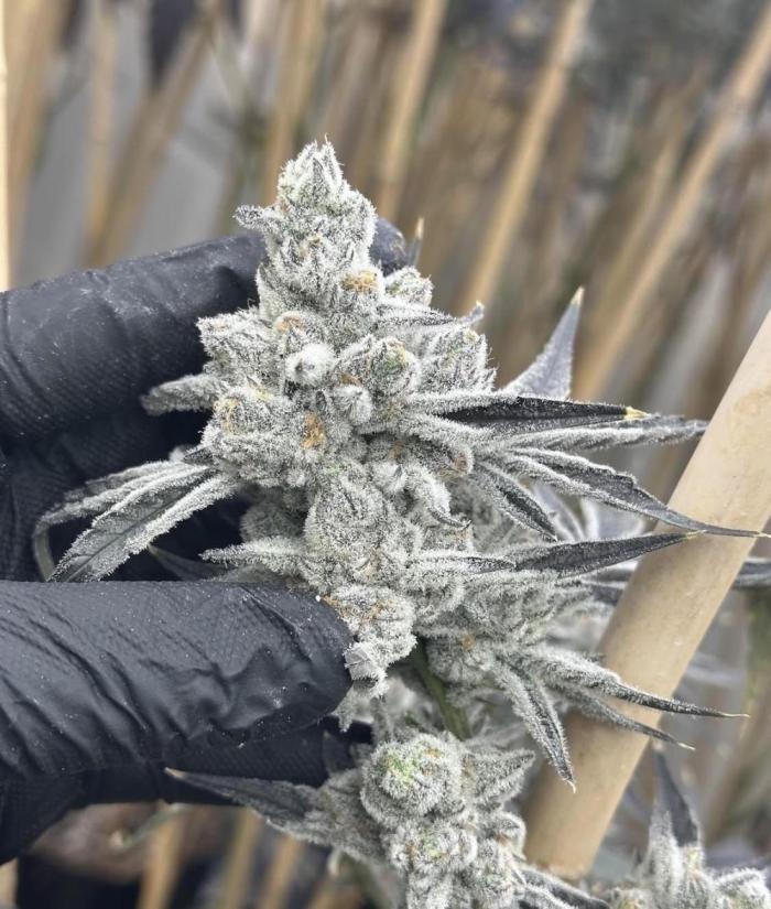 BerryBoom von GreenDream. Week 8