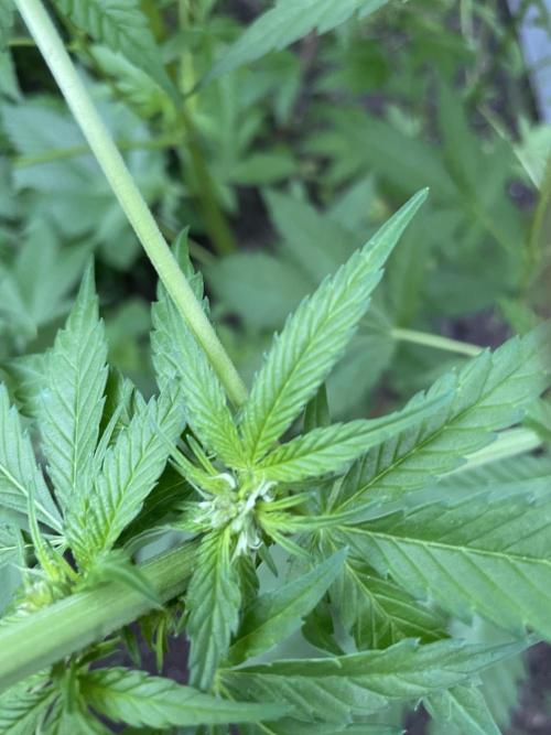 Outdoor-BoomCut. Week 3