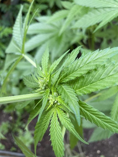 Outdoor-BoomCut. Week 3