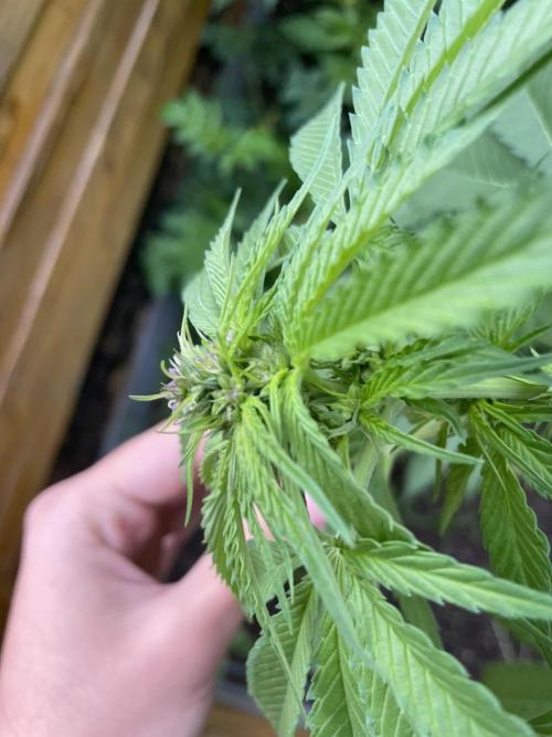 Outdoor-BoomCut. Week 3