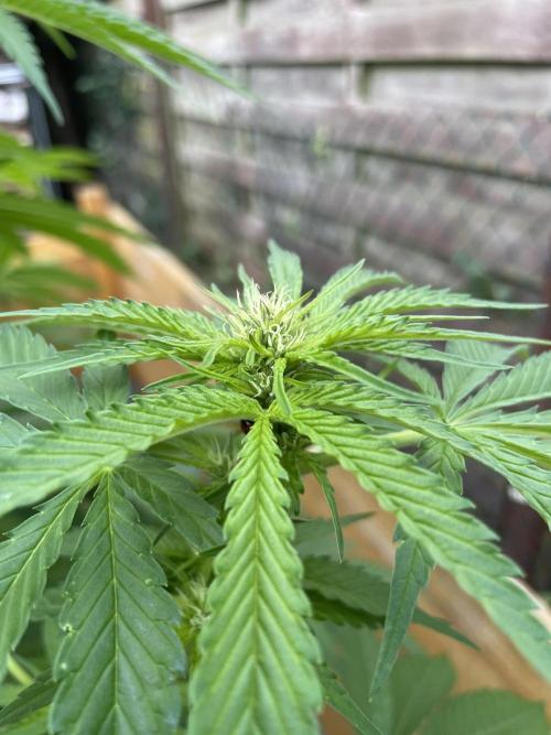 Outdoor-BoomCut. Week 3