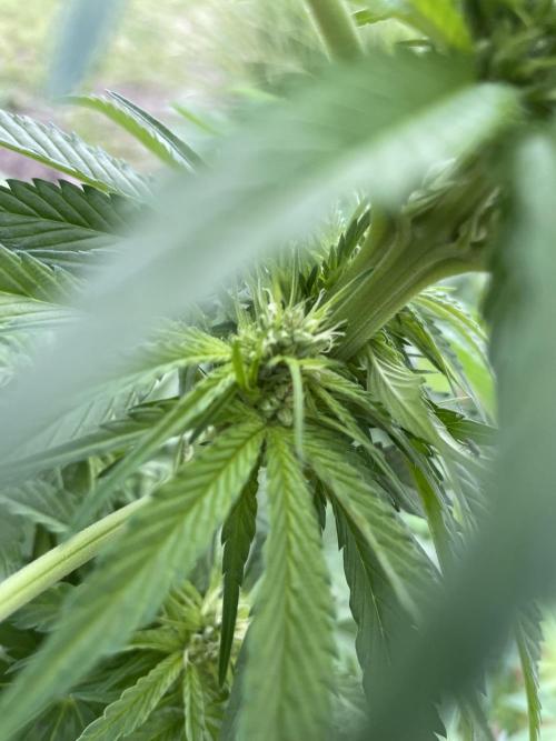 Outdoor-BoomCut. Week 3