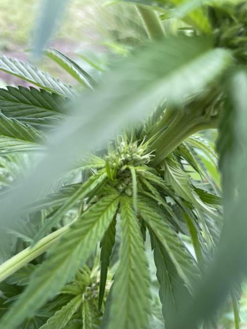 Outdoor-BoomCut. Week 3