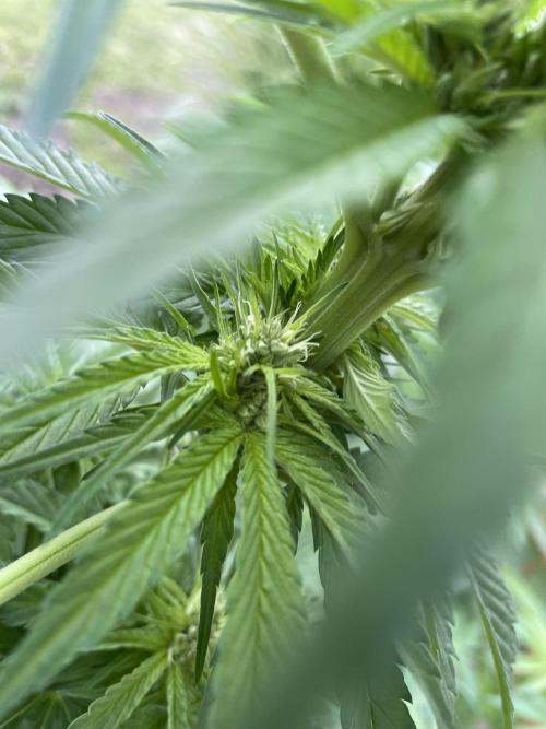 Outdoor-BoomCut. Week 3