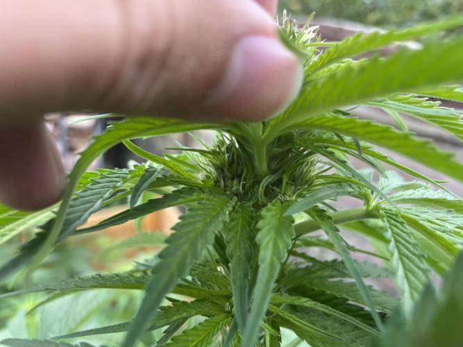 Outdoor-BoomCut. Week 3