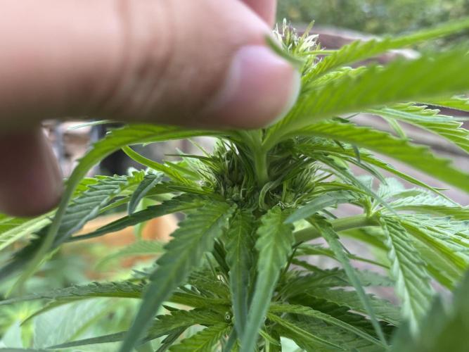 Outdoor-BoomCut. Week 3