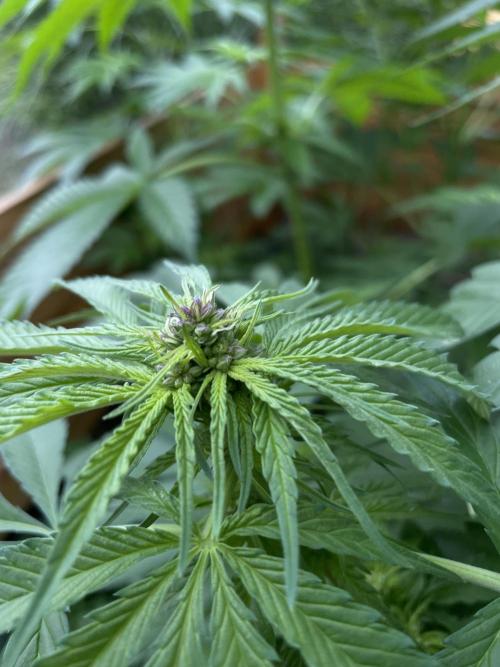 Outdoor-BoomCut. Week 3