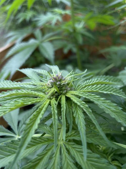 Outdoor-BoomCut. Week 3