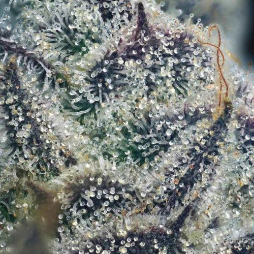 THC-EndGame von GreenDream. Week 10 - ich habe mal die kleine mit meinem makro objektiv fotografiert :))